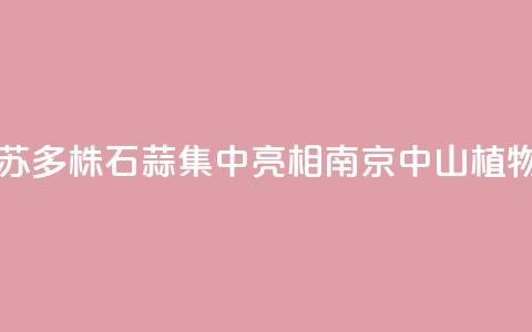 江苏：2000多株石蒜集中亮相南京中山植物园  第1张