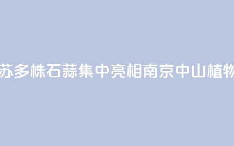 江苏：2000多株石蒜集中亮相南京中山植物园  第1张